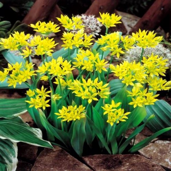 Allium Bulbs (Molly, 3 Bulb)